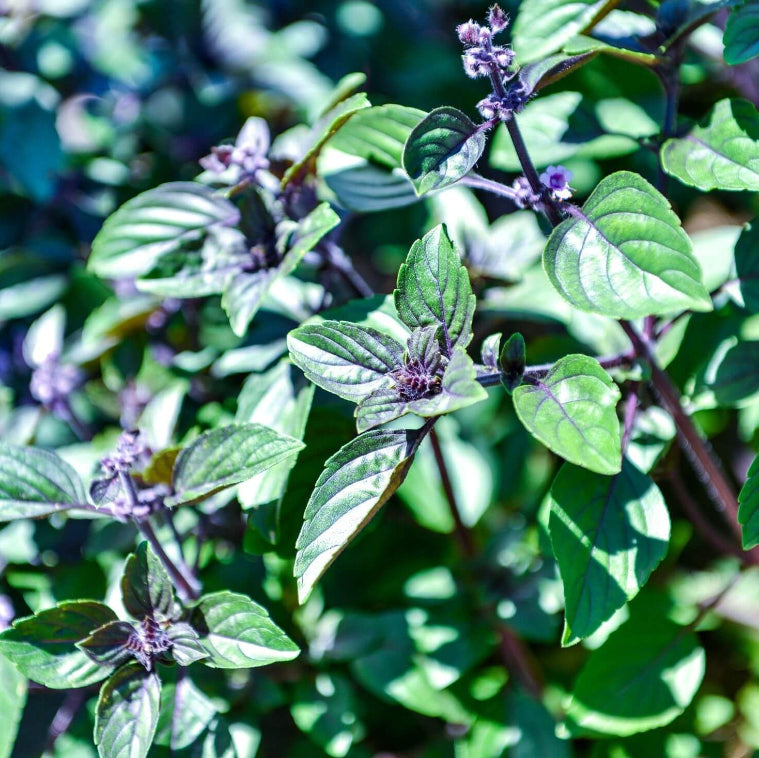 Blue Spice Basil Plant Seeds - Herbal Plant