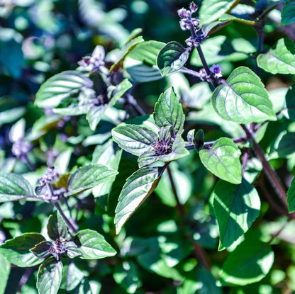 Blue Spice Basil Plant Seeds - Herbal Plant