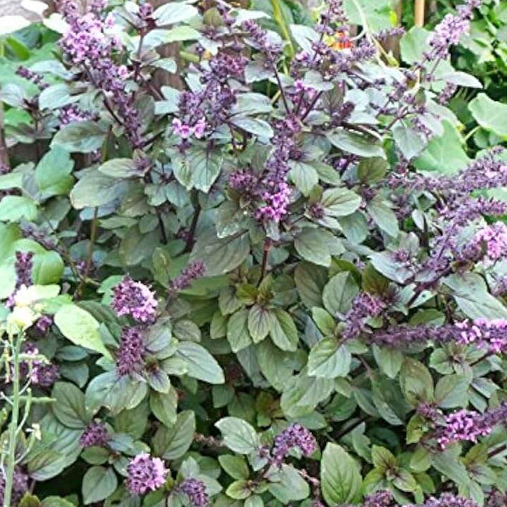 Blue Spice Basil Plant Seeds - Herbal Plant
