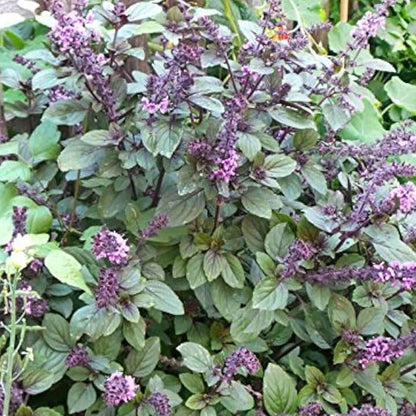 Blue Spice Basil Plant Seeds - Herbal Plant