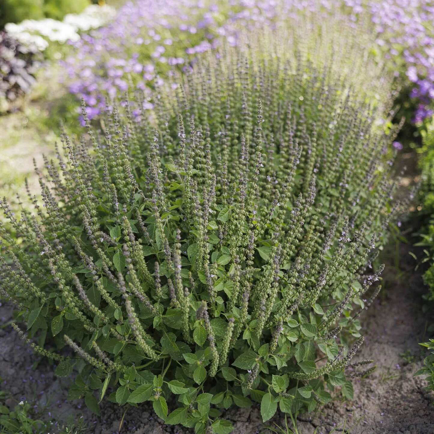 Blue Spice Basil Plant Seeds - Herbal Plant