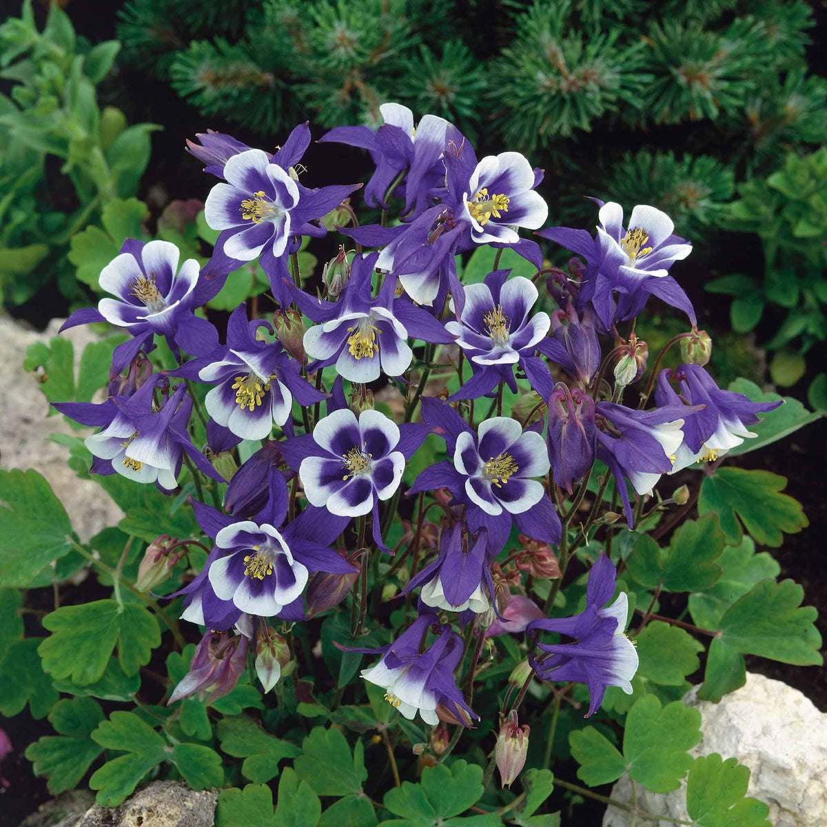 Blue Star Columbine Seeds 