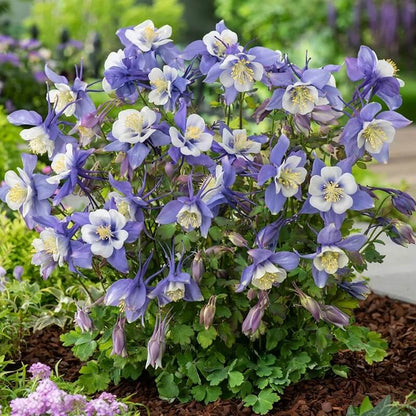 Blue Star Columbine Seeds 