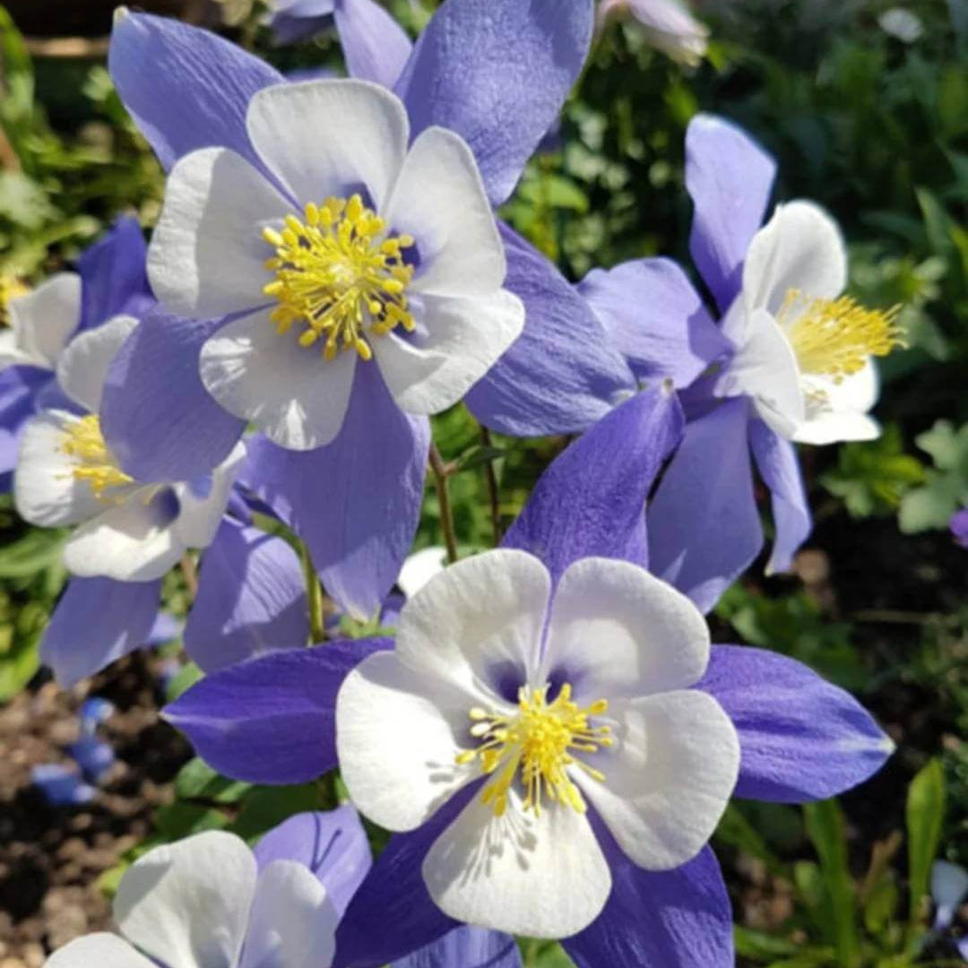 Blue Star Columbine Seeds 