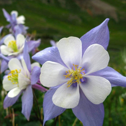Blue Star Columbine Seeds 