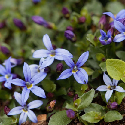 Blue Star Creeper Seeds