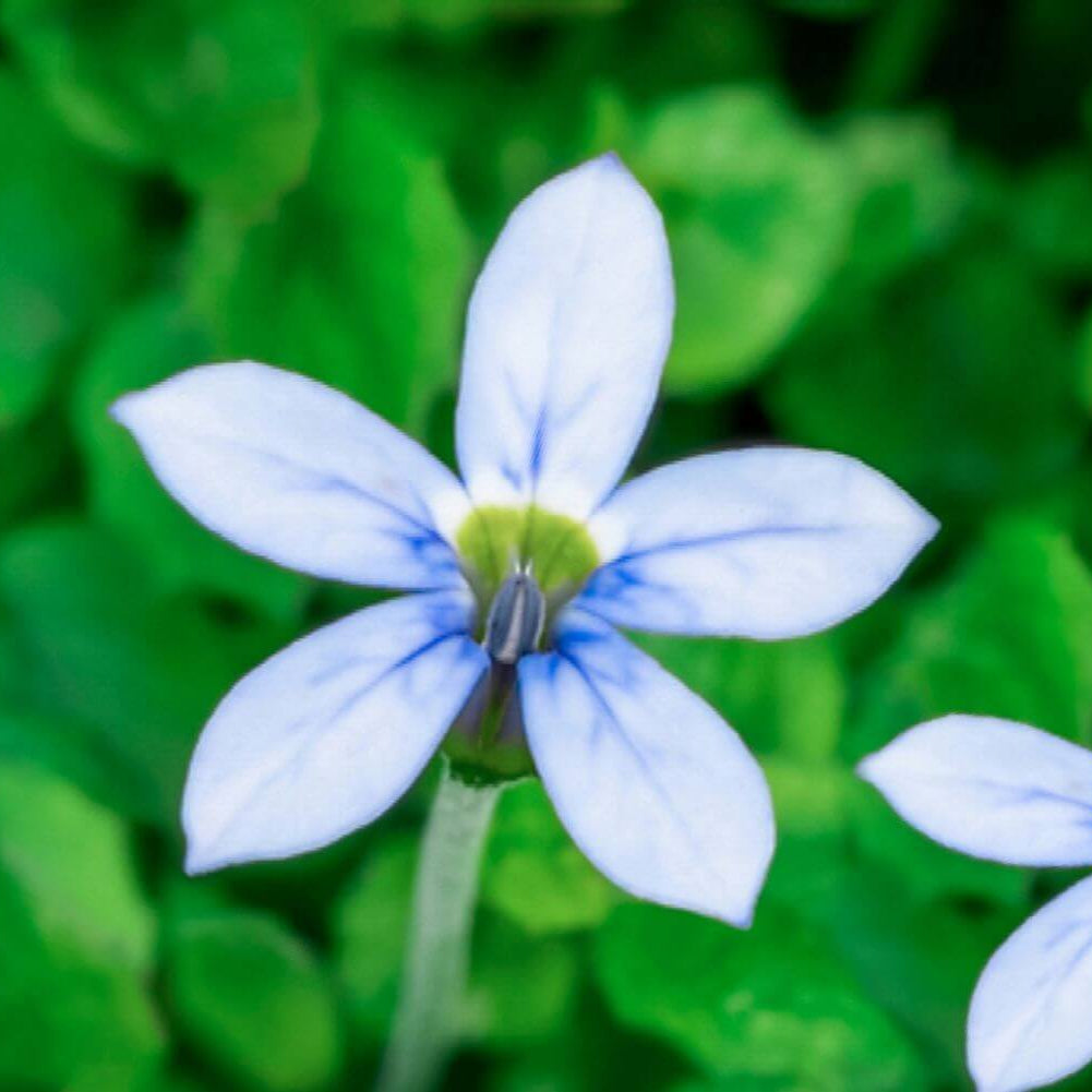 Blue Star Creeper Seeds
