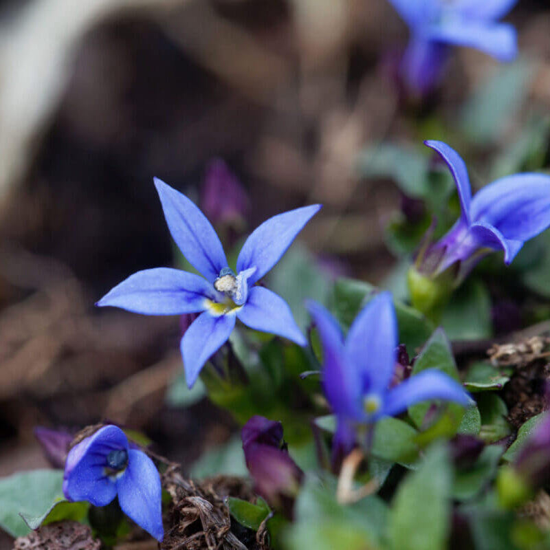 Blue Star Ground Cover Seeds