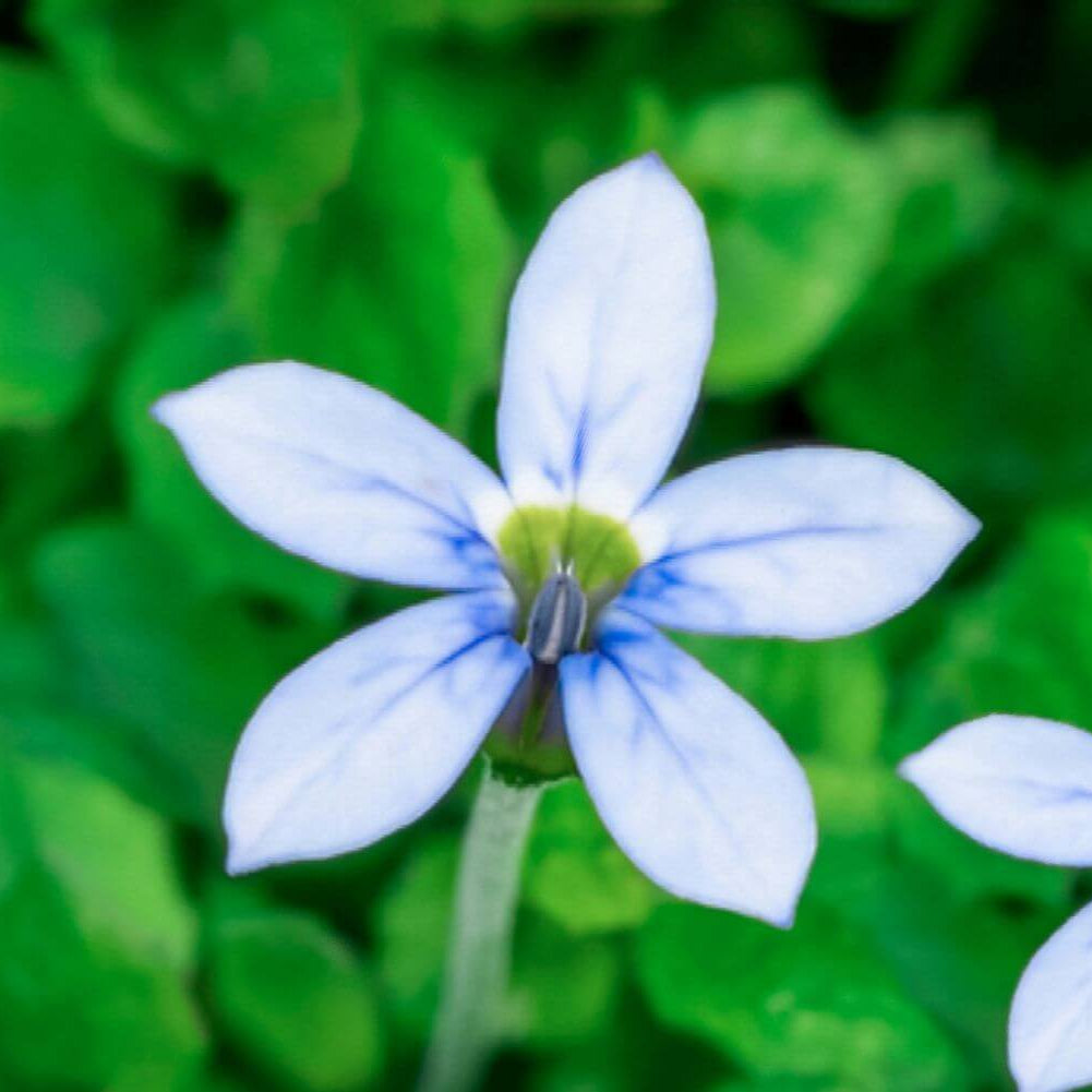 Blue Star Ground Cover Seeds