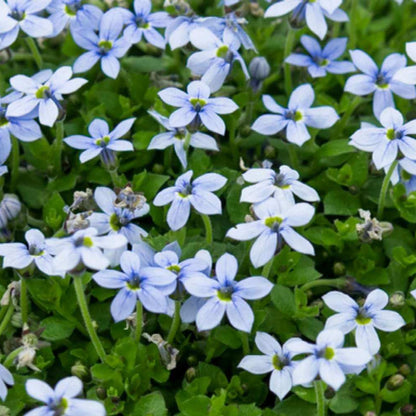Blue Star Ground Cover Seeds