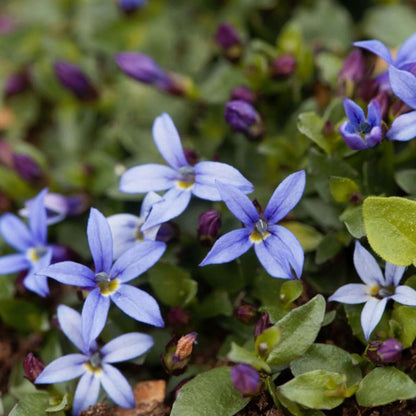 Blue Star Ground Cover Seeds