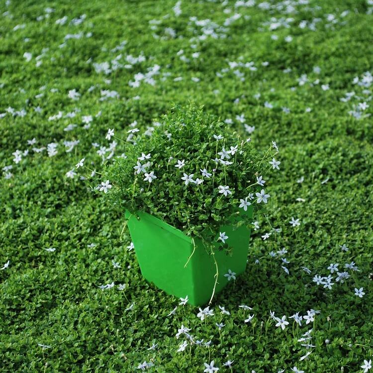 Blue Star Lawn Groundcover Seeds