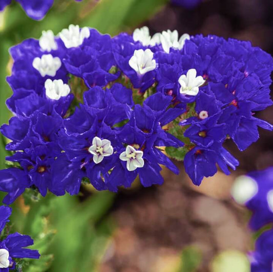 Blue Statice Seeds - Flower Plant for Home Gardens