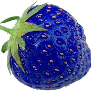 Blue Strawberry Seeds