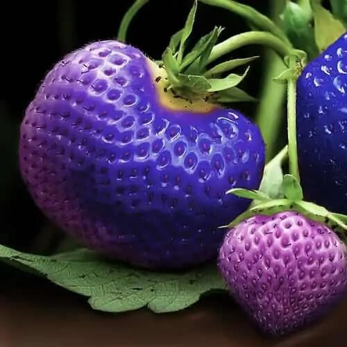 Blue Strawberry Seeds