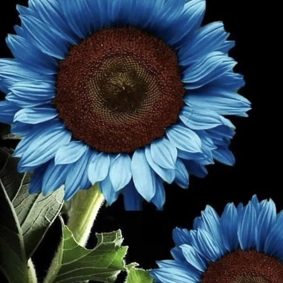 Blue Sunflower Seeds For Planting 