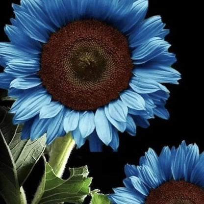 Blue Sunflower Seeds For Planting 