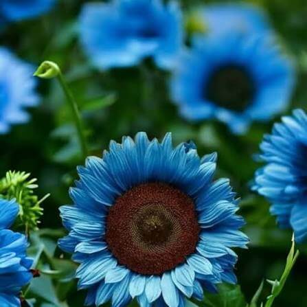 Blue Sunflower Seeds For Planting 