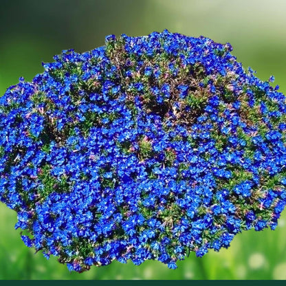 Blue Sweet Alyssum Seeds - Flower Plant for Home Gardens