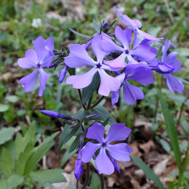 Blue Sweet William Seeds - Flower Plant for Home Gardens