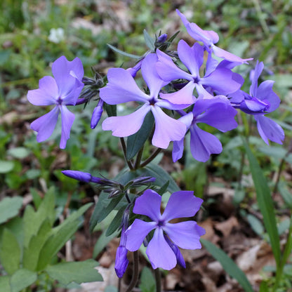 Blue Sweet William Seeds - Flower Plant for Home Gardens