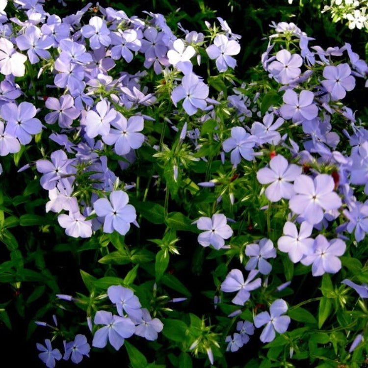 Blue Sweet William Seeds - Flower Plant for Home Gardens