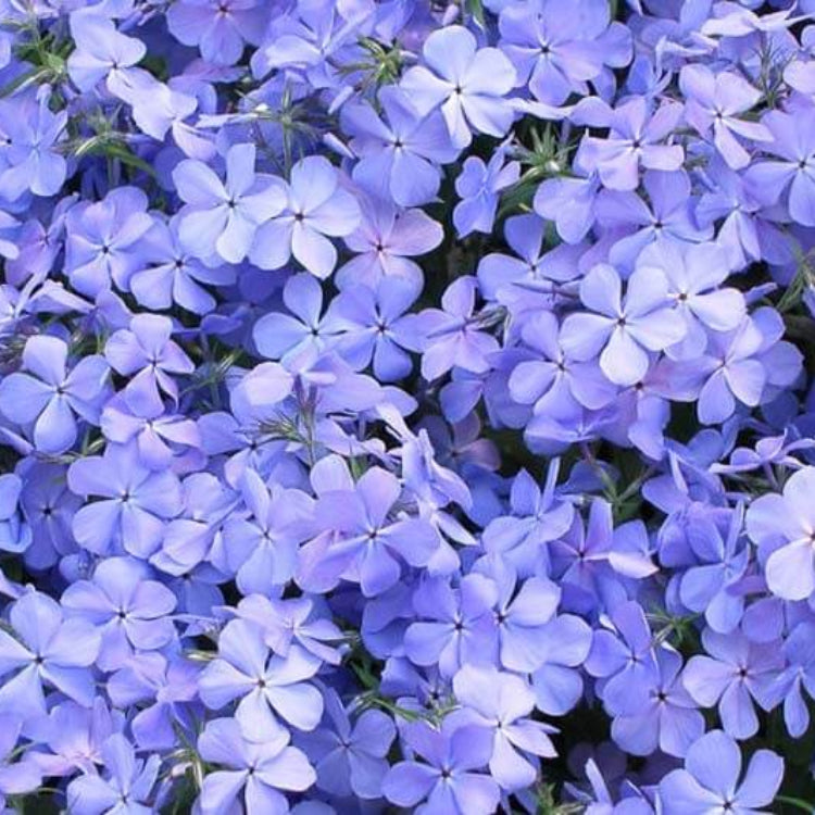 Blue Sweet William Seeds - Flower Plant for Home Gardens