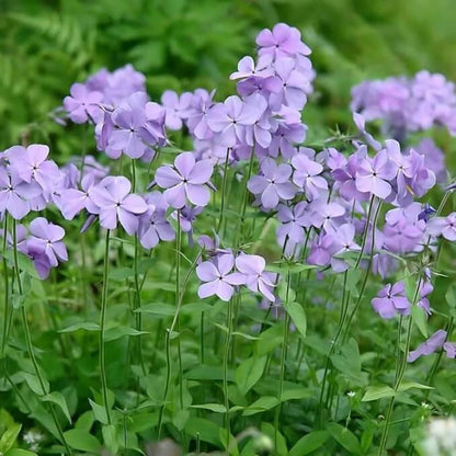 Blue Sweet William Seeds - Flower Plant for Home Gardens