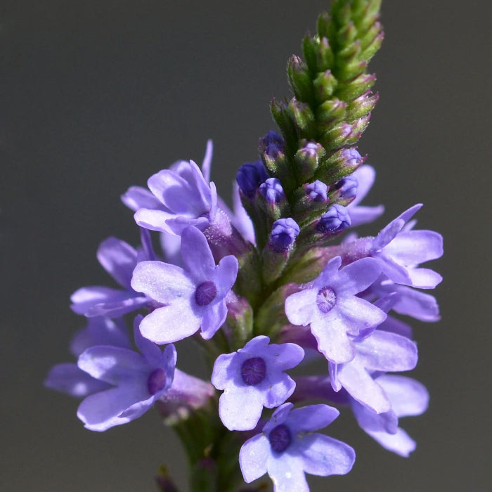 Blue Vervain Seeds - Herbal Plant