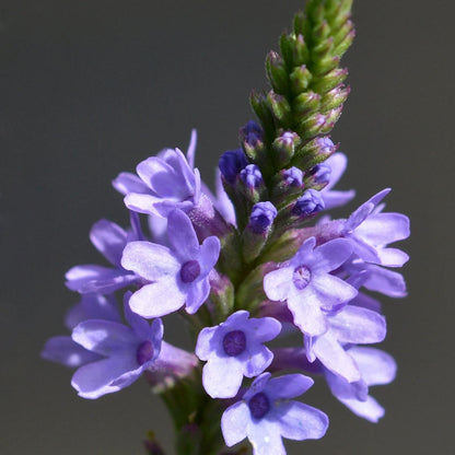 Blue Vervain Seeds - Herbal Plant