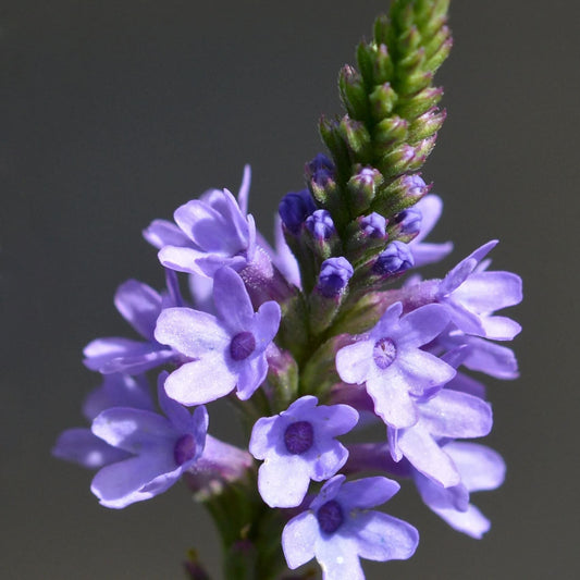 Blue Vervain Seeds - Herbal Plant