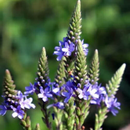 Blue Vervain Seeds - Herbal Plant