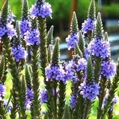 Blue Vervain Seeds - Herbal Plant