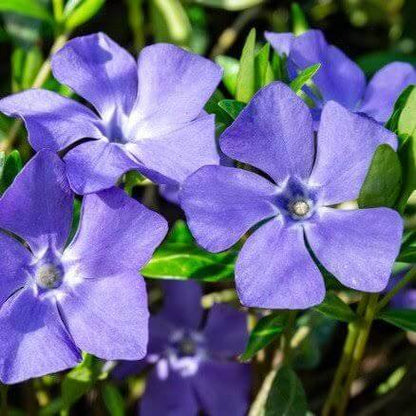 Blue Vinca Seeds 