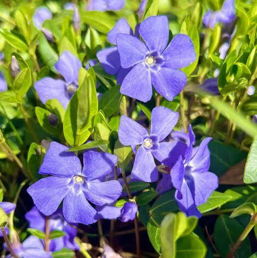 Blue Vinca Seeds 