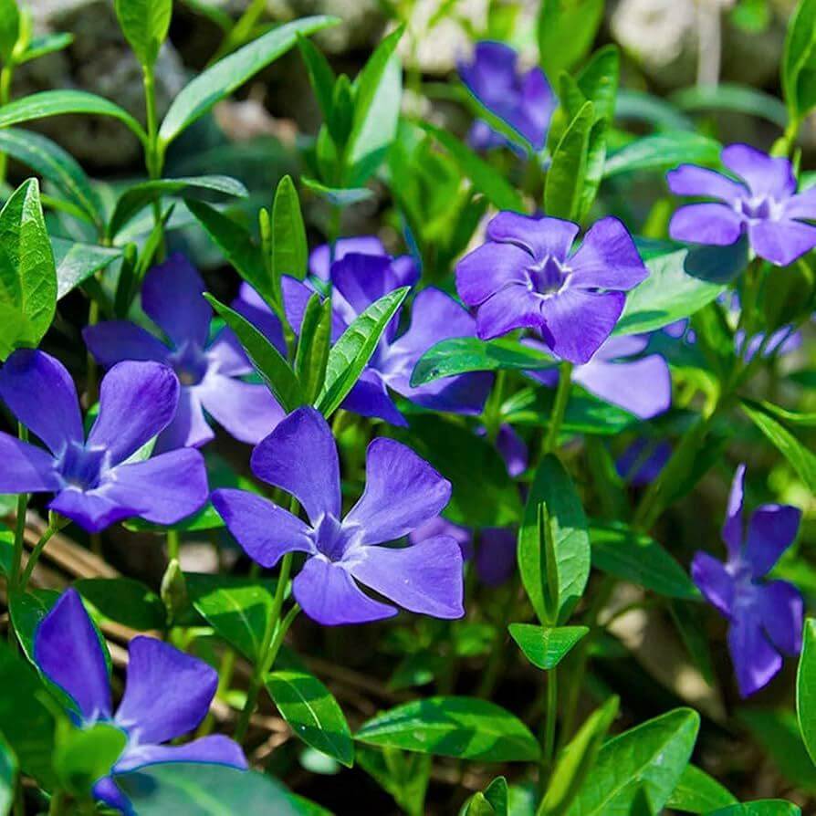 Blue Vinca Seeds 