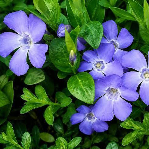 Blue Vinca Seeds 