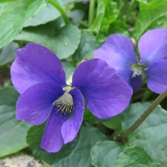 Blue Violet Seeds