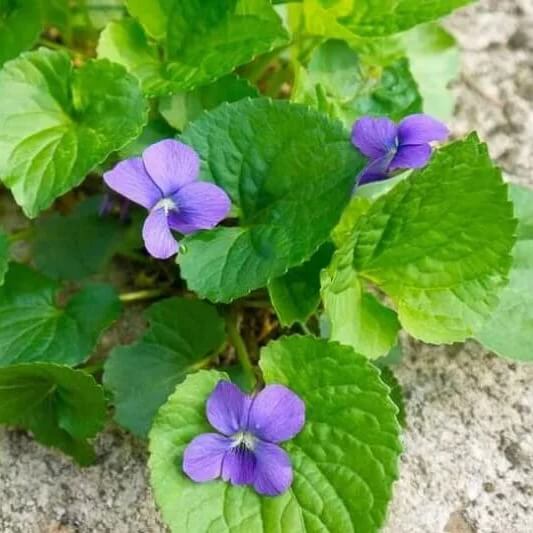 Blue Violet Seeds