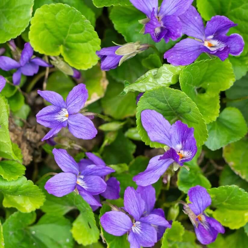Blue Violet Seeds
