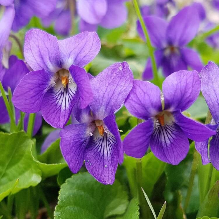 Blue Violet Seeds