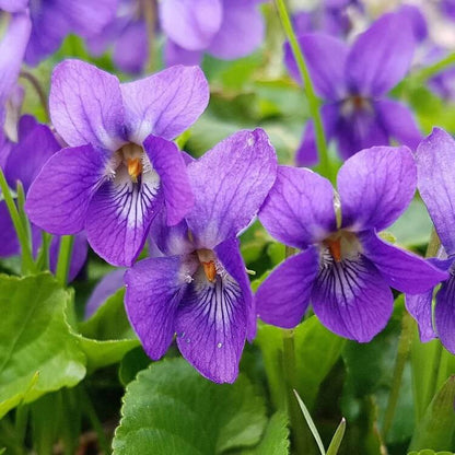 Blue Violet Seeds
