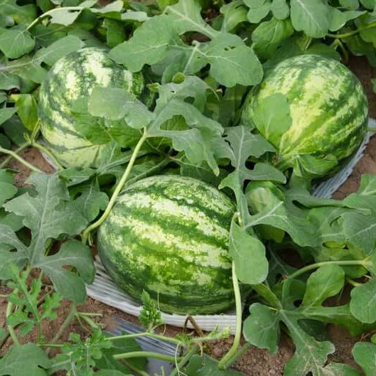 Blue Watermelon Seeds