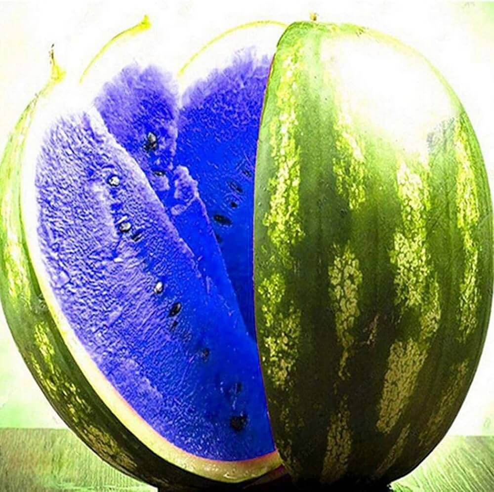 Blue Watermelon Seeds 