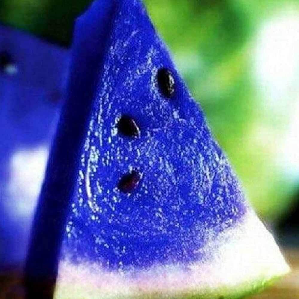 Blue Watermelon Seeds 