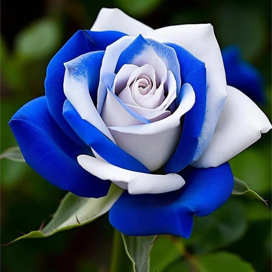 Blue White Desert Rose Seeds - Flower Plant