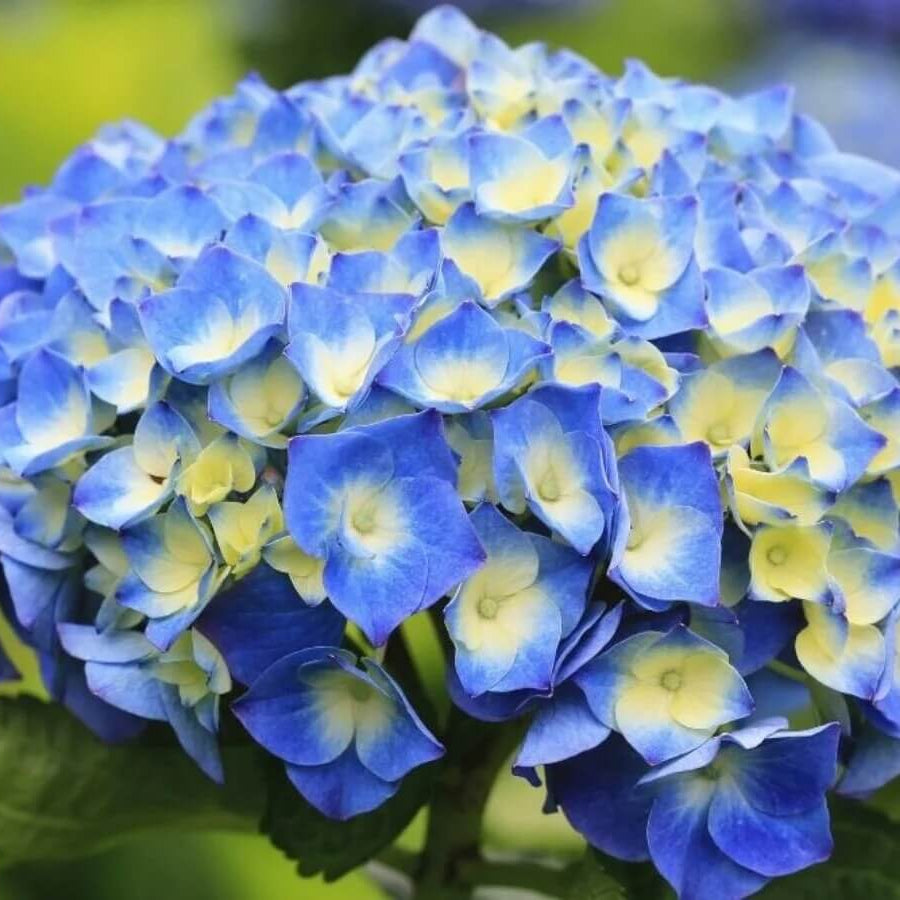 Blue Yellow Hydrangea Seeds