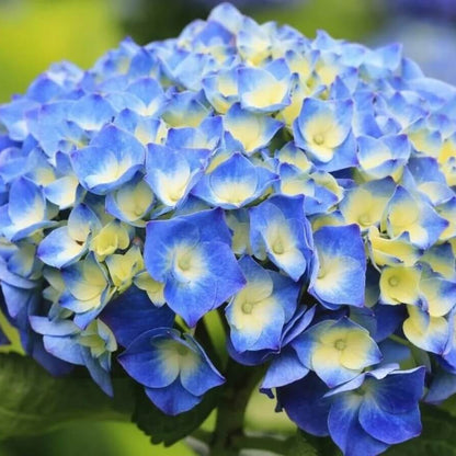 Blue Yellow Hydrangea Seeds