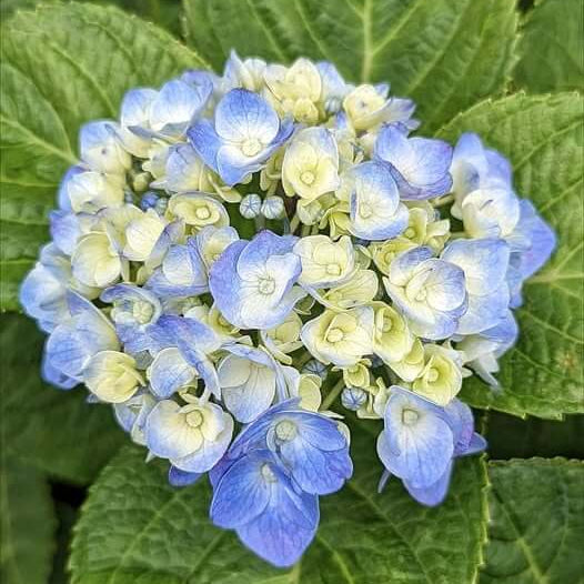 Blue Yellow Hydrangea Seeds
