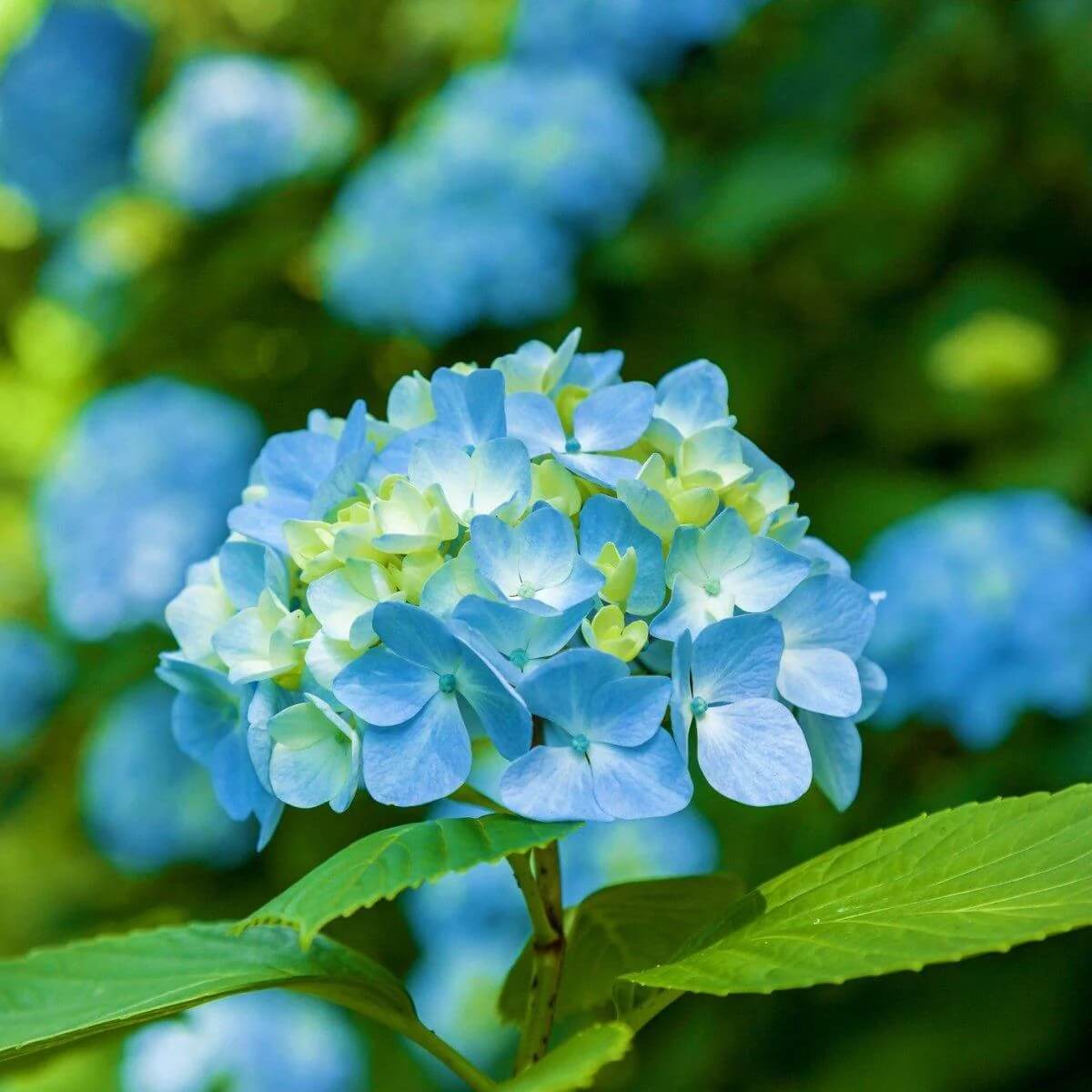 Blue Yellow Hydrangea Seeds